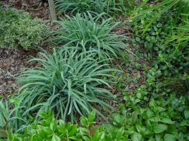 Bunny Blue Sedge