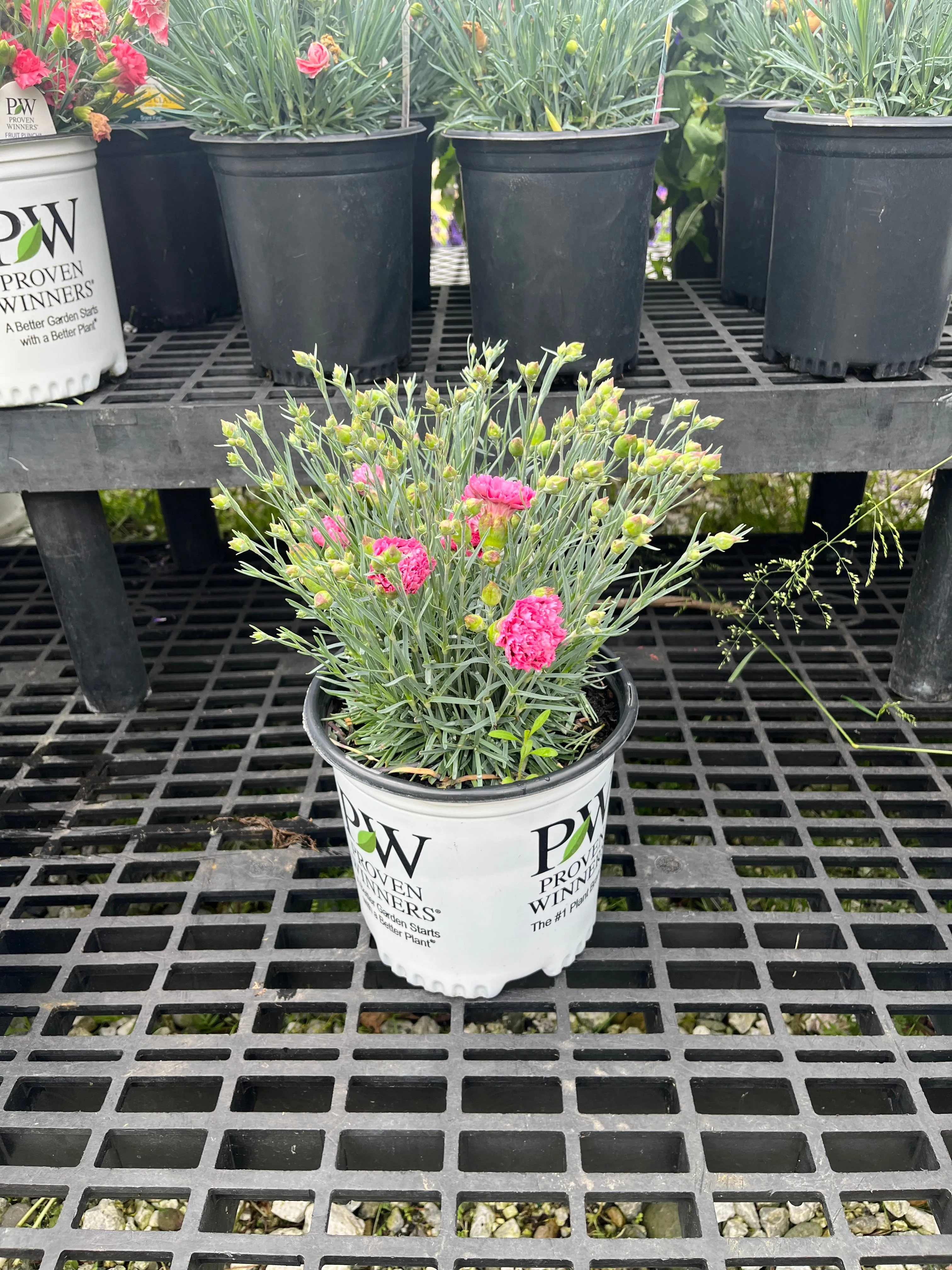 Fruit Punch® Cherry Vanilla Dianthus